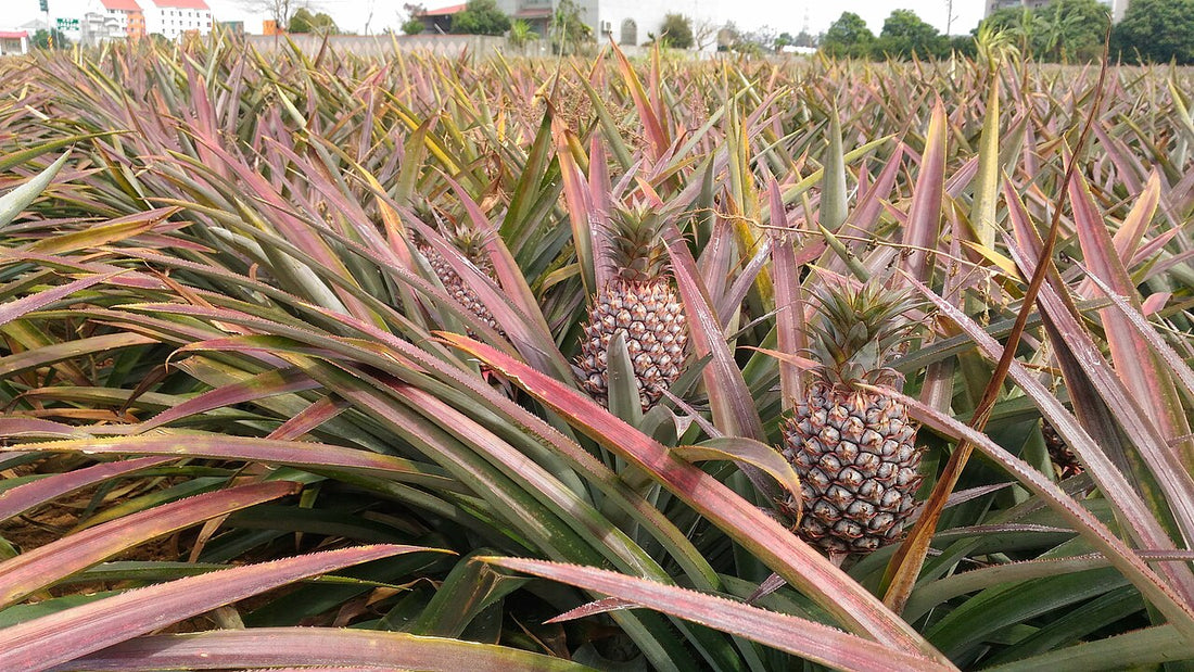 Pineapple plantation Taiwan by FredN