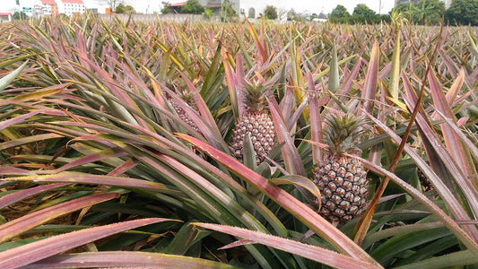Pineapple plantation Taiwan by FredN