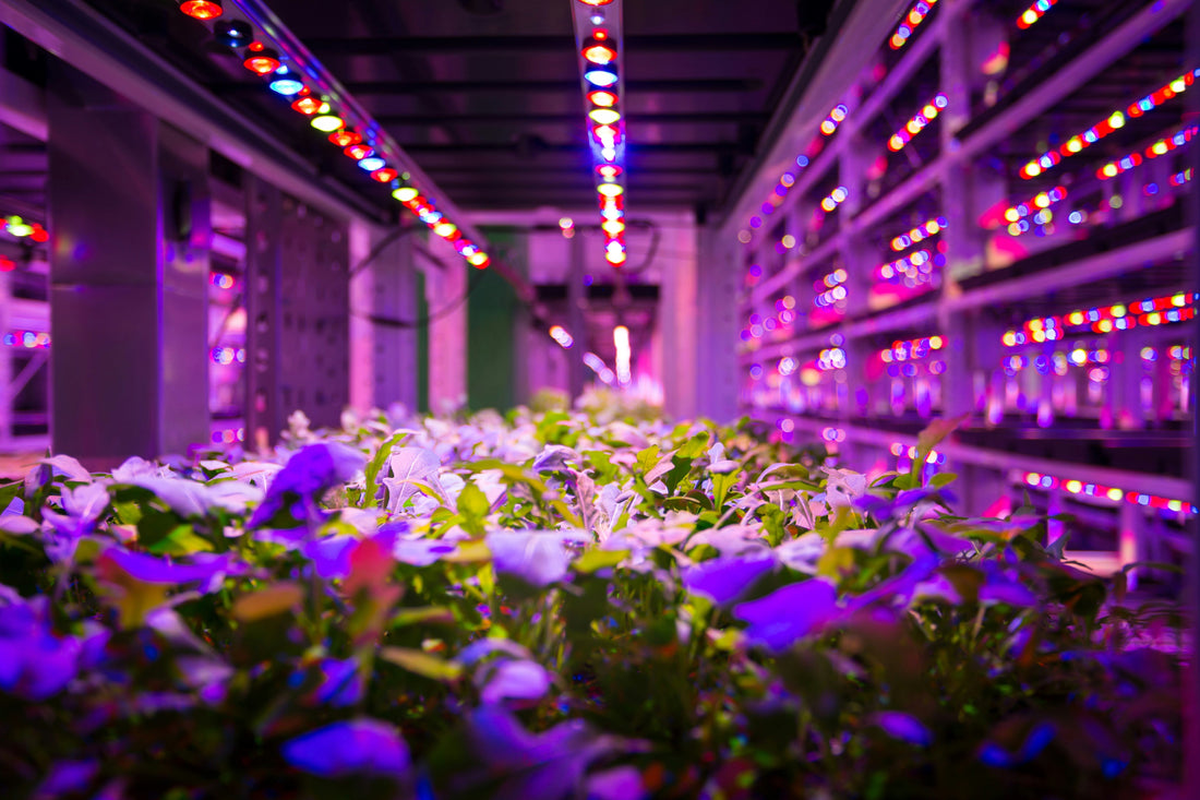 Singapore Could Solve the Food Problem the Way It Solved Water