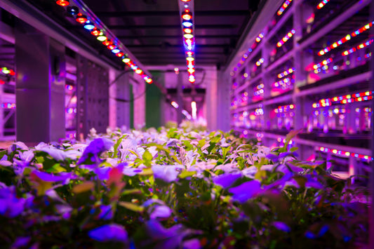 Singapore Could Solve the Food Problem the Way It Solved Water
